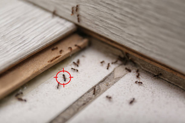 Pest Control Cost in Fort Myers Shores, FL