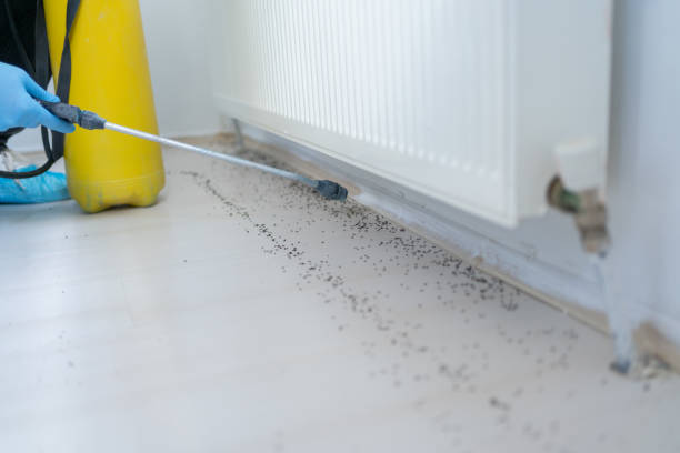 Best Local Pest Control Services  in Fort Myers Shores, FL